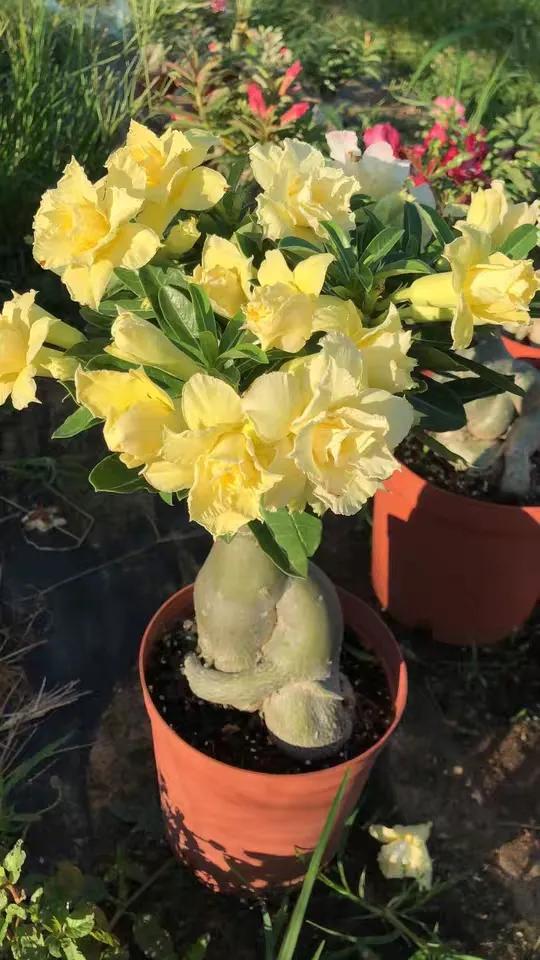 84个沙漠玫瑰品种，收起来慢慢看，待到来年春天选几种喜欢的养