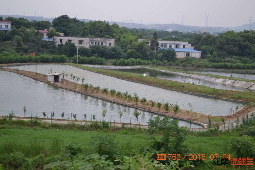 锦鲤苗成长,日本锦鲤水花苗成长