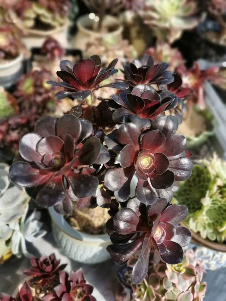 适合从小养到大的多肉,由小到大由浅入深