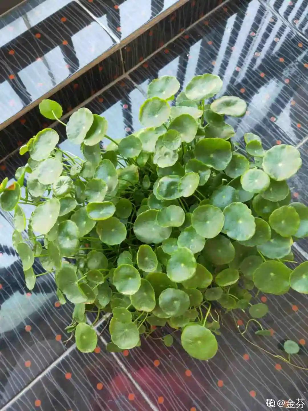 天竺葵怎么扦插容易成活图片,冬季天竺葵扦插怎样成活率高