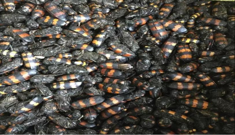 五独合剂,养殖必备,久病难治专用药