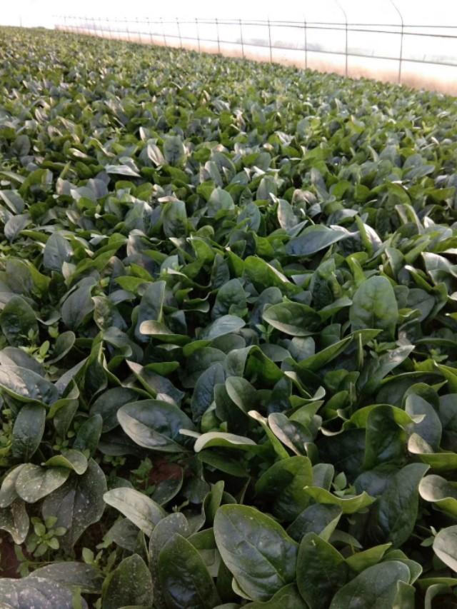 清水县特色美食,清水县美食攻略