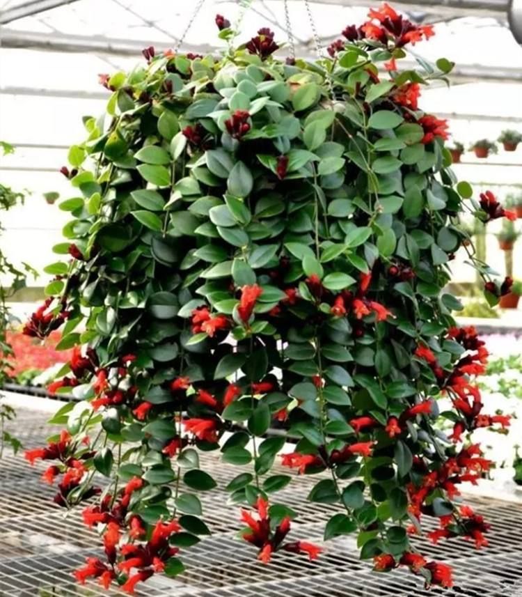 适合挂在阳台上的植物,哪些植物适合在阳台上