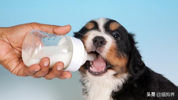 人喝的羊奶粉适合给狗狗吃吗,羊奶粉真的是给狗喝的吗