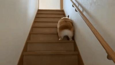 柯基犬的七个弱点最好不要吓唬它,柯基犬最讨厌的7件事