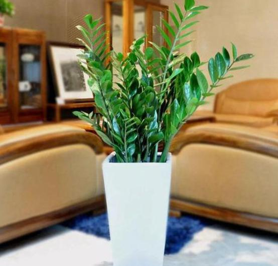 室内养花除甲醛最好最快的方法,客厅绿植大盆栽皮实好养活去甲醛