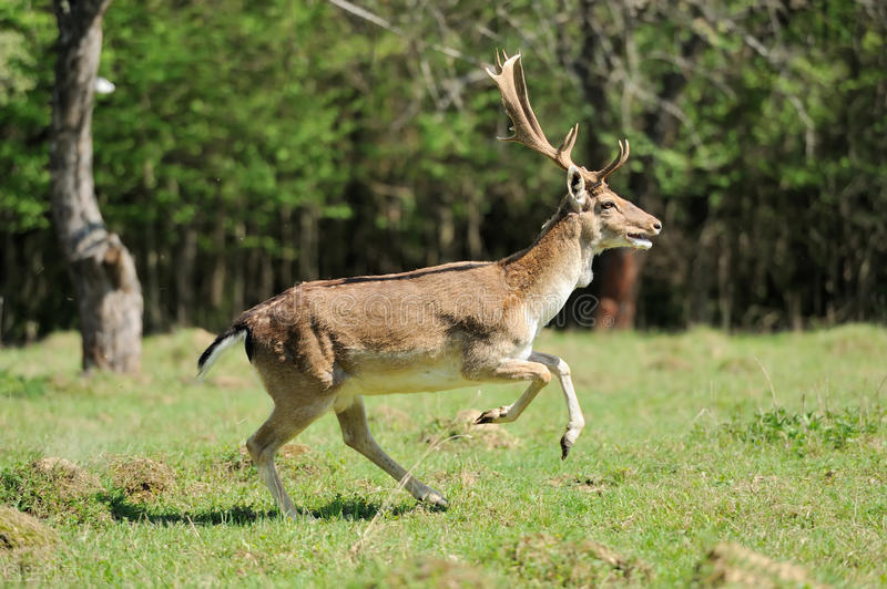 很多动物只在发情期交配，却很少听说得性病，两者有关吗？