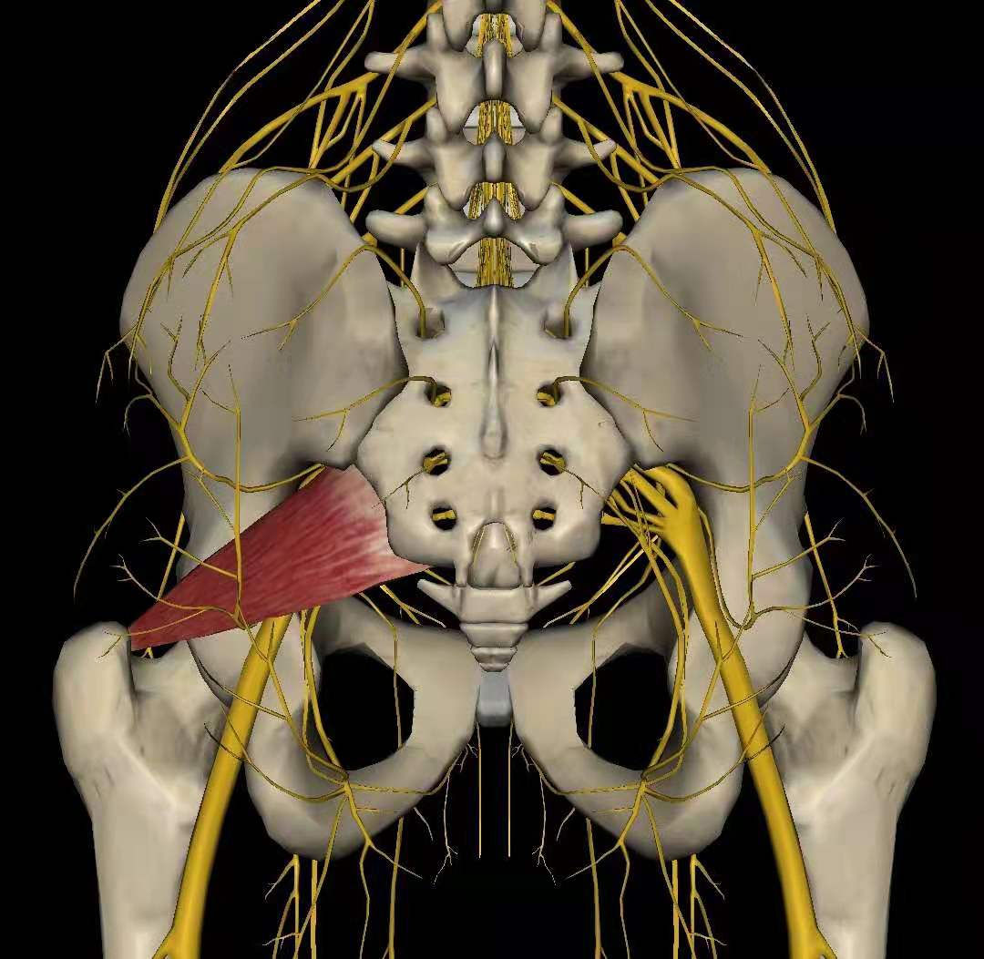 臀部与屁股疼痛是什么原因,屁股疼怎么判断是不是坐骨神经痛