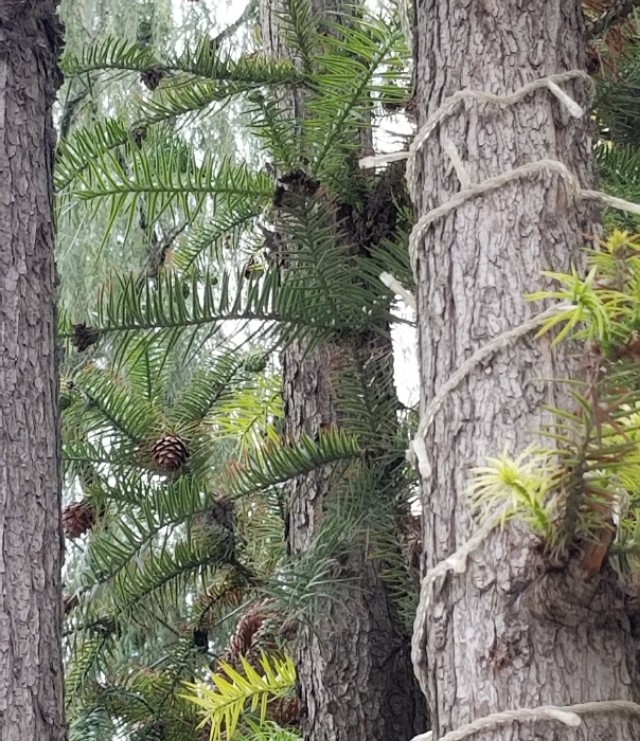 如何辨别杉树木材,如何识别植物的名字