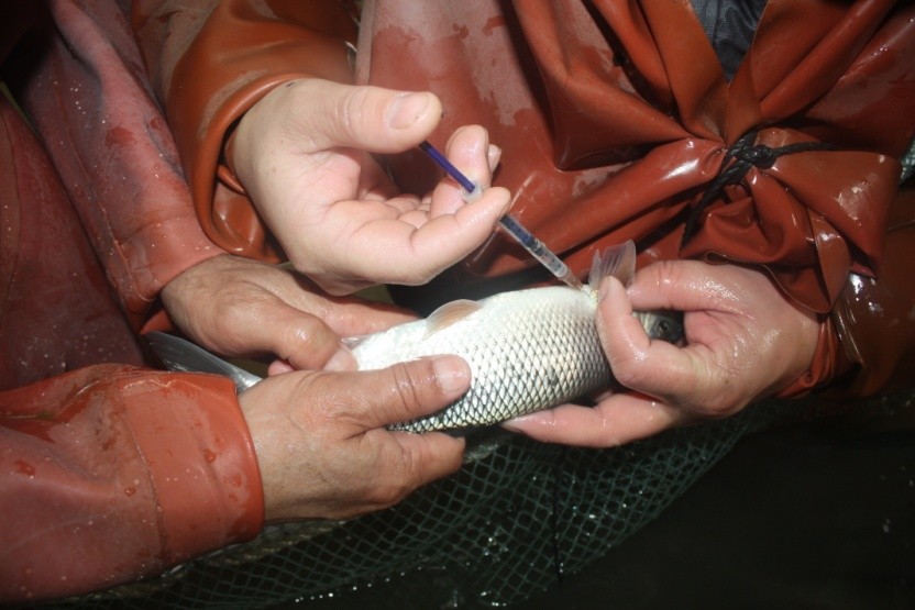 鱼类繁殖洄游,鱼类繁殖原理