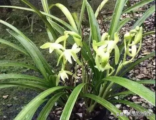 普宁铁山兰有什么故事,广东普宁铁山兰是什么东西