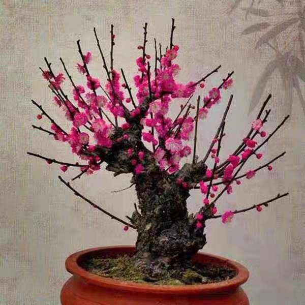 红梅盆景什么品种最好养活,盆栽红梅市场价格