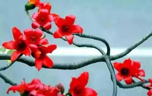 中国各市的市花,全国56个城市市花一览