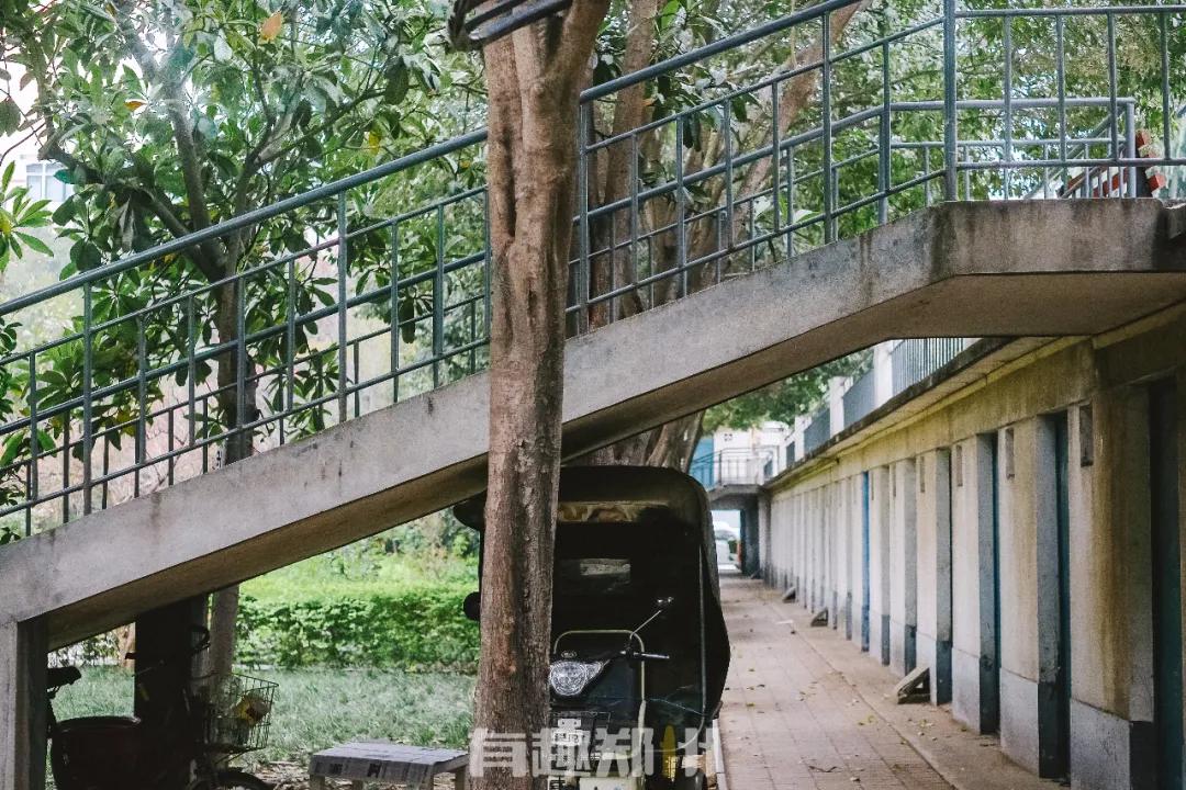 纬一路：在遮天的法桐里想起龙门书店的往事，以及家属院时光……