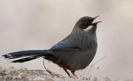 东江揽胜,惠州淡水常见鸟类图谱