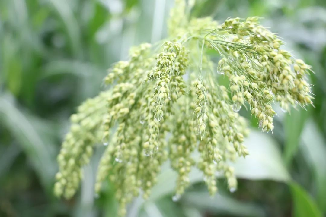 泸州老窖有机高粱种植基地,泸州老窖高粱种植基地