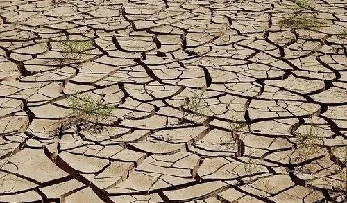 有机食品为何如此受欢迎,真正的有机食品在哪里