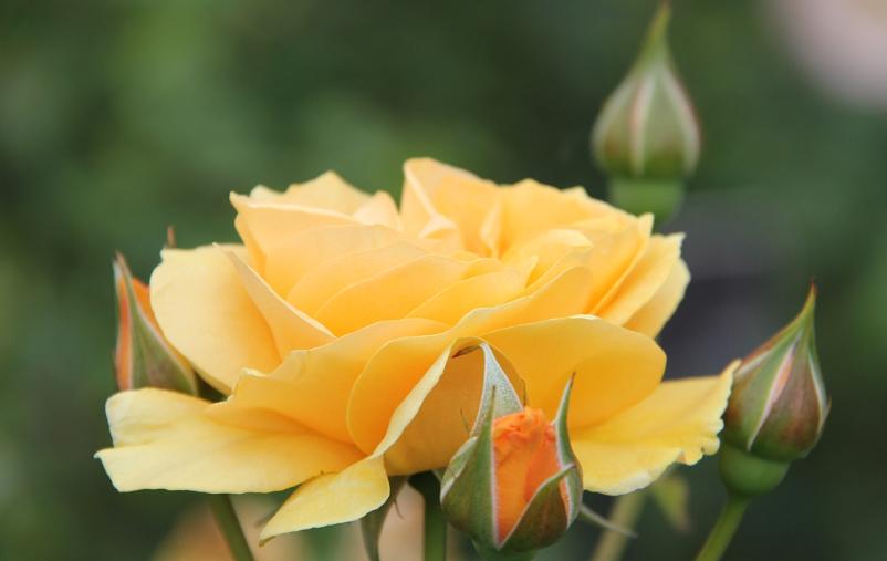 软弱会有什么后果,软弱无度的人的表现