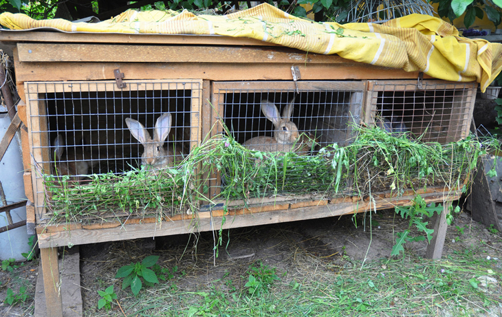 养兔为什么不建议用兔笼,家兔老啃笼怎么办