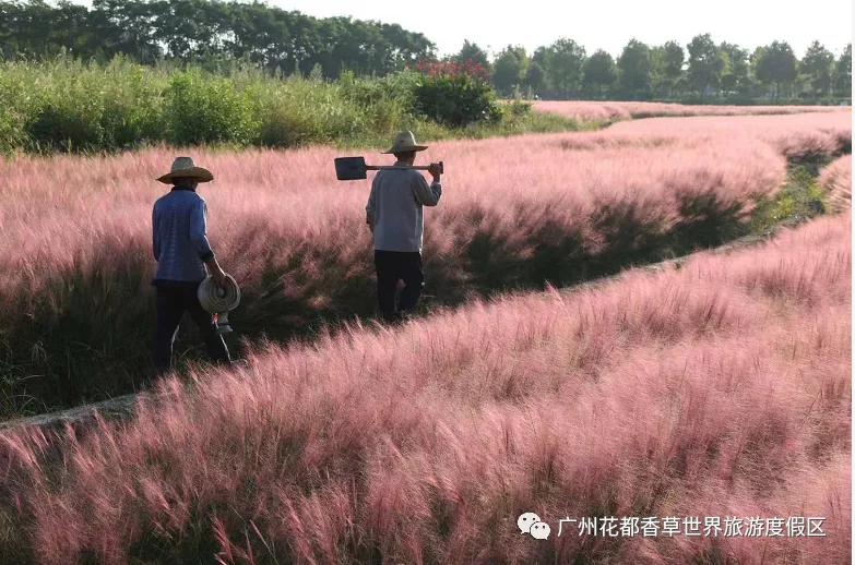 广州公园大片花海,广州哪个地铁站附近有花海