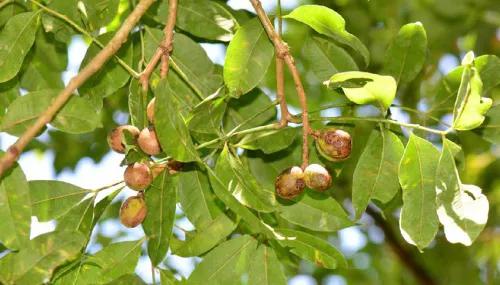 云南不一样的野味