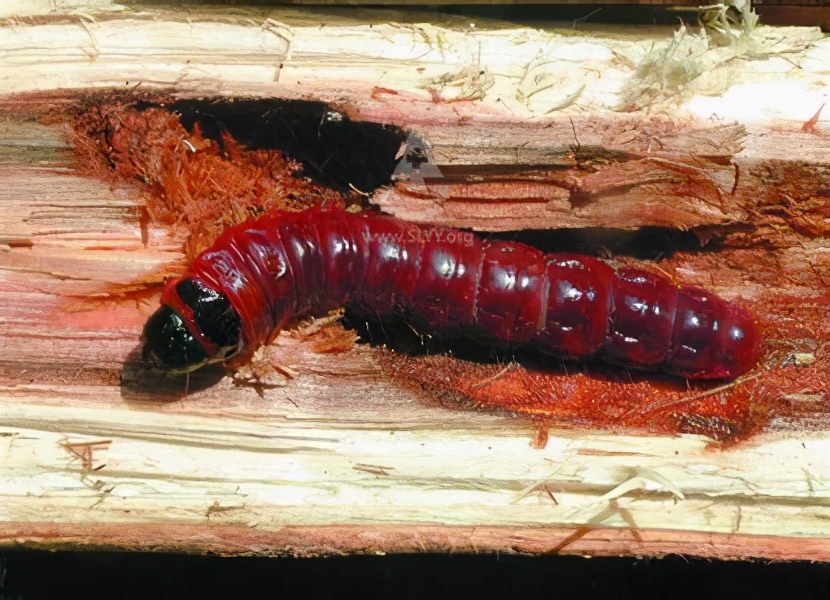 华东地区常见蛀干害虫识别与防治,法桐双齿长蠹钻蛀害虫的防治方法