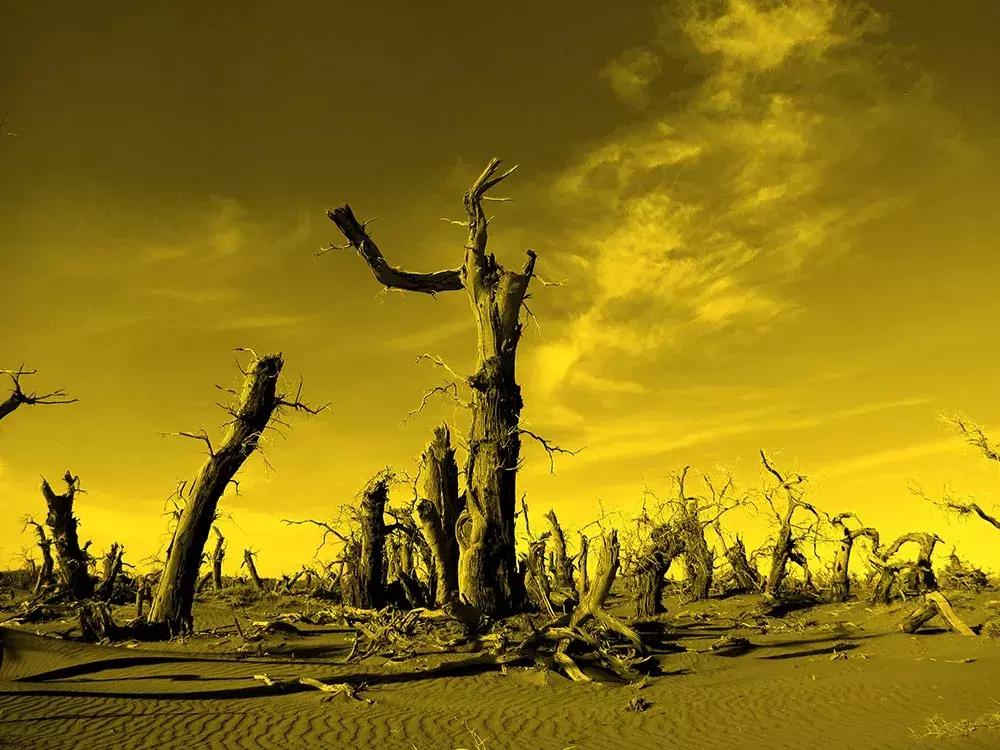 额济纳旅游自由行攻略,额济纳旗旅游最佳省钱攻略