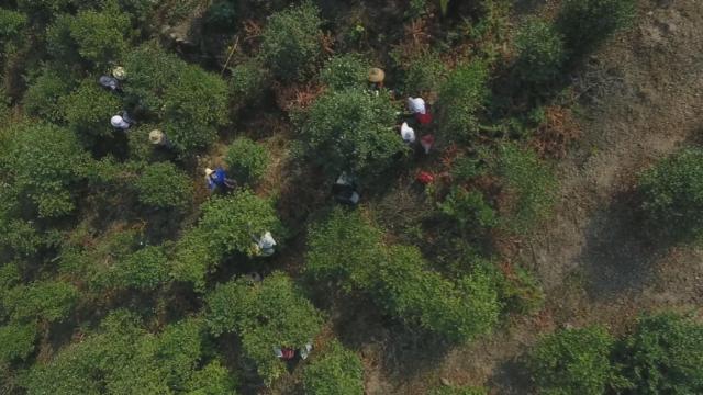 飘香千年的茶油,湖南茶油有哪些好处