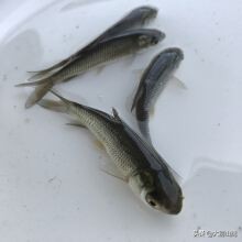 养鱼防病用什么药好使,养鱼开春的防病工作