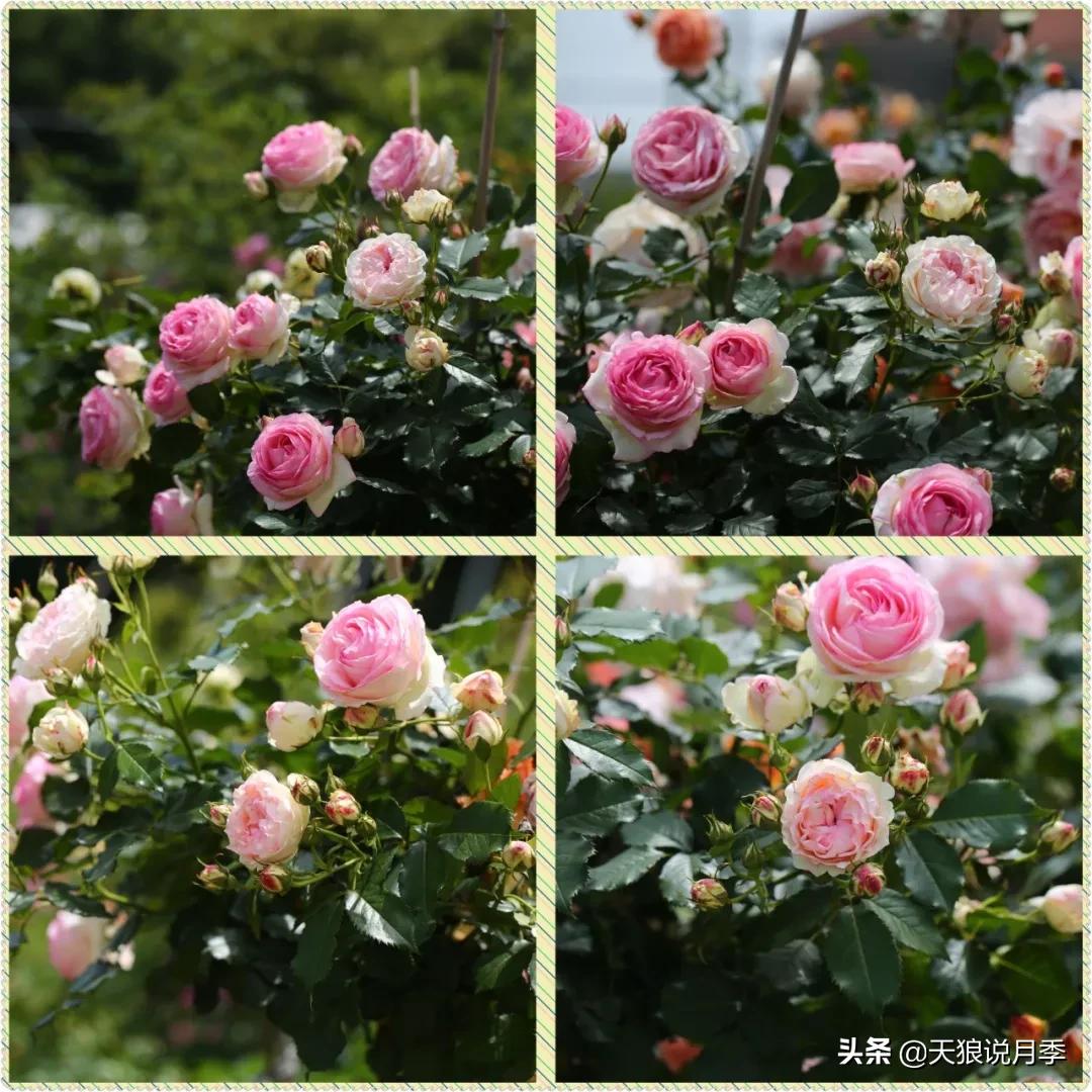 又一个十年,国产自育品种