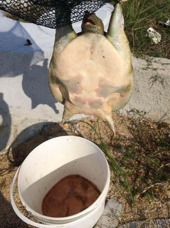 猪肝钓甲鱼真有那么神奇吗,猪肝钓甲鱼放在水里几个小时有效