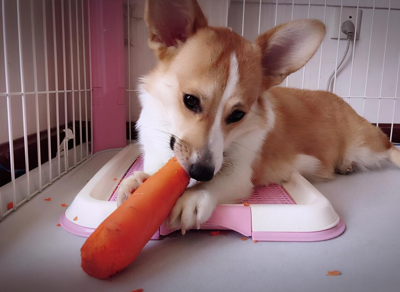 柯基犬的七个弱点最好不要吓唬它,柯基忠诚吗对主人好吗