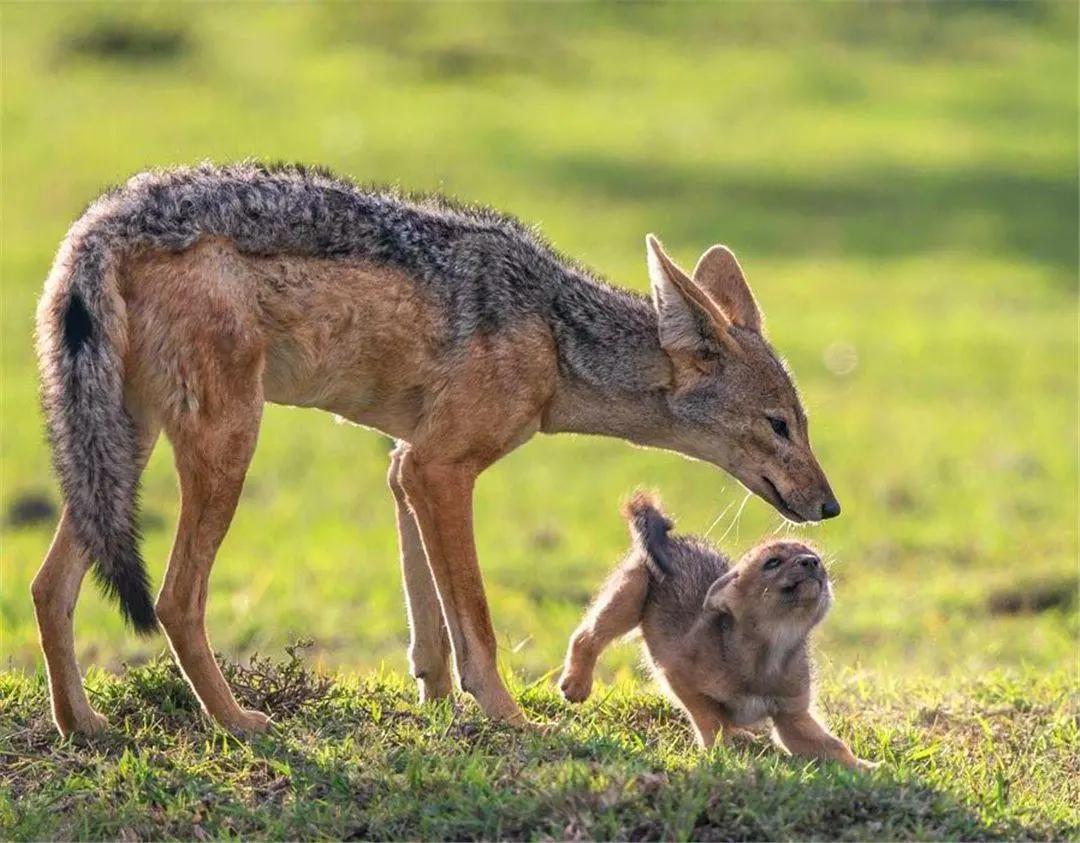 胡狼“大帝”：比平头哥胆子还大的非洲蹭饭王