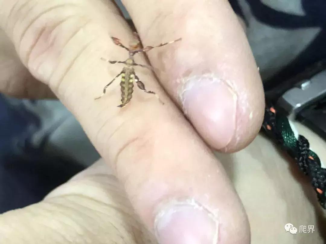 伦敦的爬宠店,隐藏在小区深处的店铺