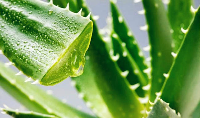 多肉可以吃到什么程度,所有的多肉能吃吗