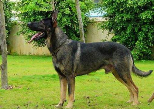 我国的昆明犬,中国昆明犬的魅力