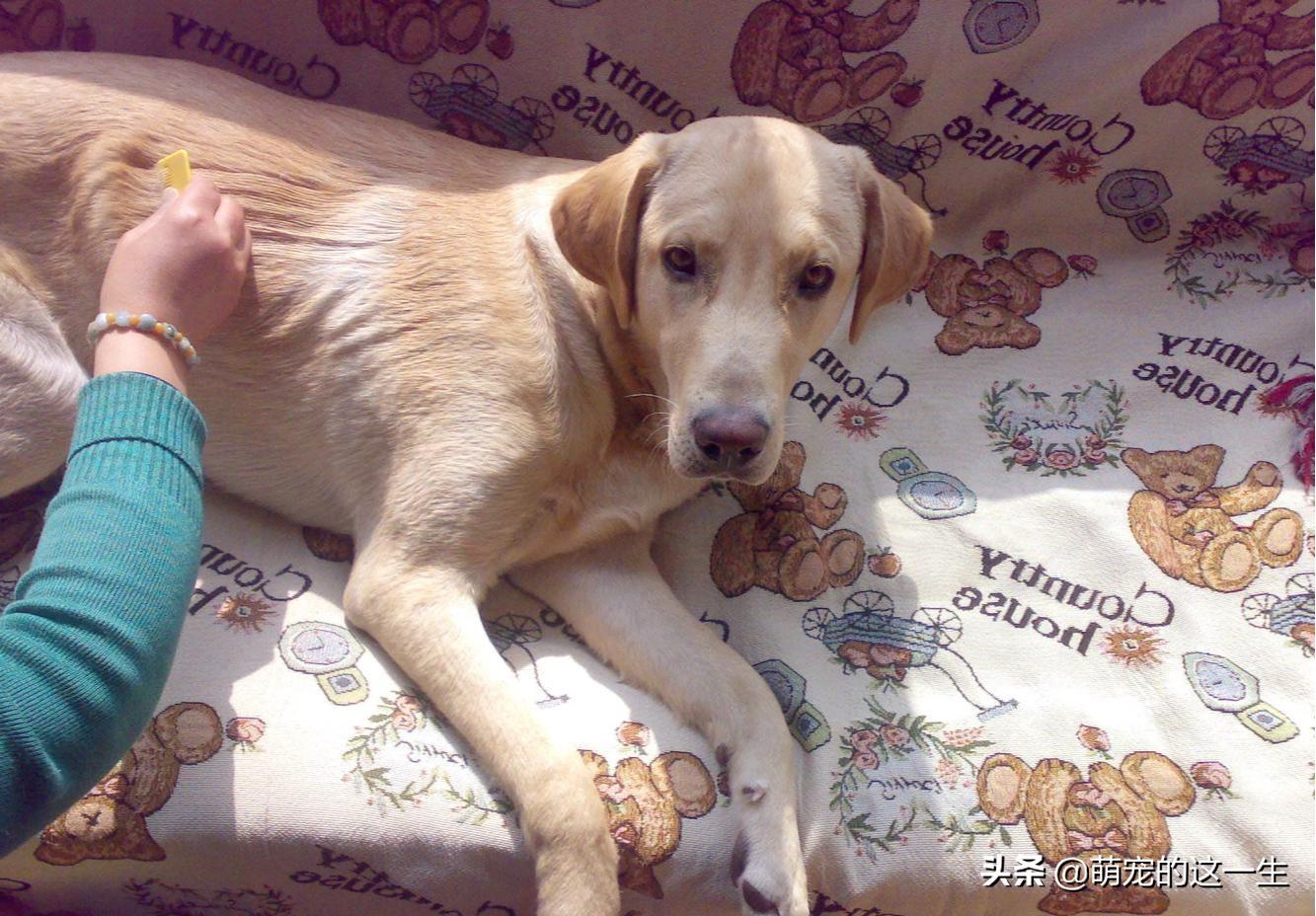 狗狗严重掉毛什么原因怎么治疗,狗狗掉毛的原因及治疗方法