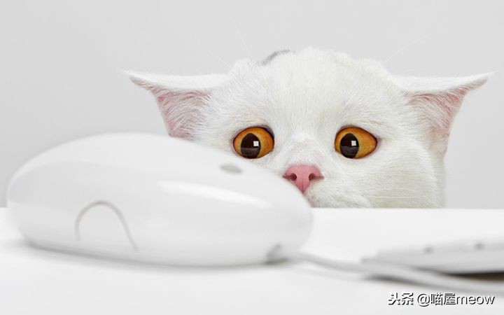 养猫必读的100种方法,养猫必知的10个知识