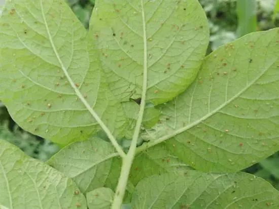 蚜虫的种类及图片大全,蚜虫种类有哪些图片