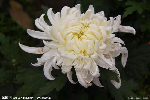 母亲的忌日是自己的生日,母亲的忌日感言