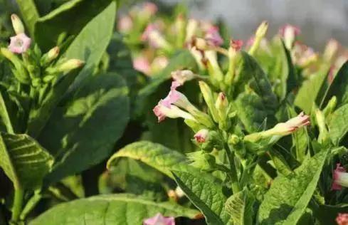 草烟和香烟区别,你见过的香烟