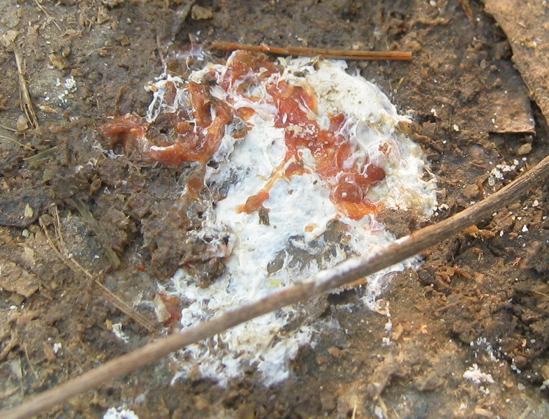 鸭子常见病,鸭子常见病防治方法