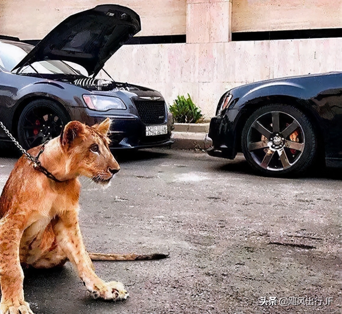 如何低调优雅炫车,怎么样低调秀车