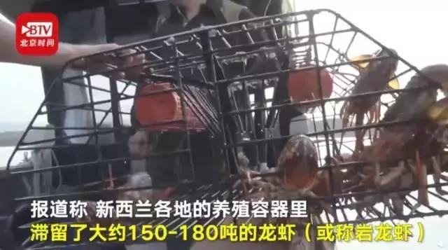 龙虾不吃东西,龙虾没人吃