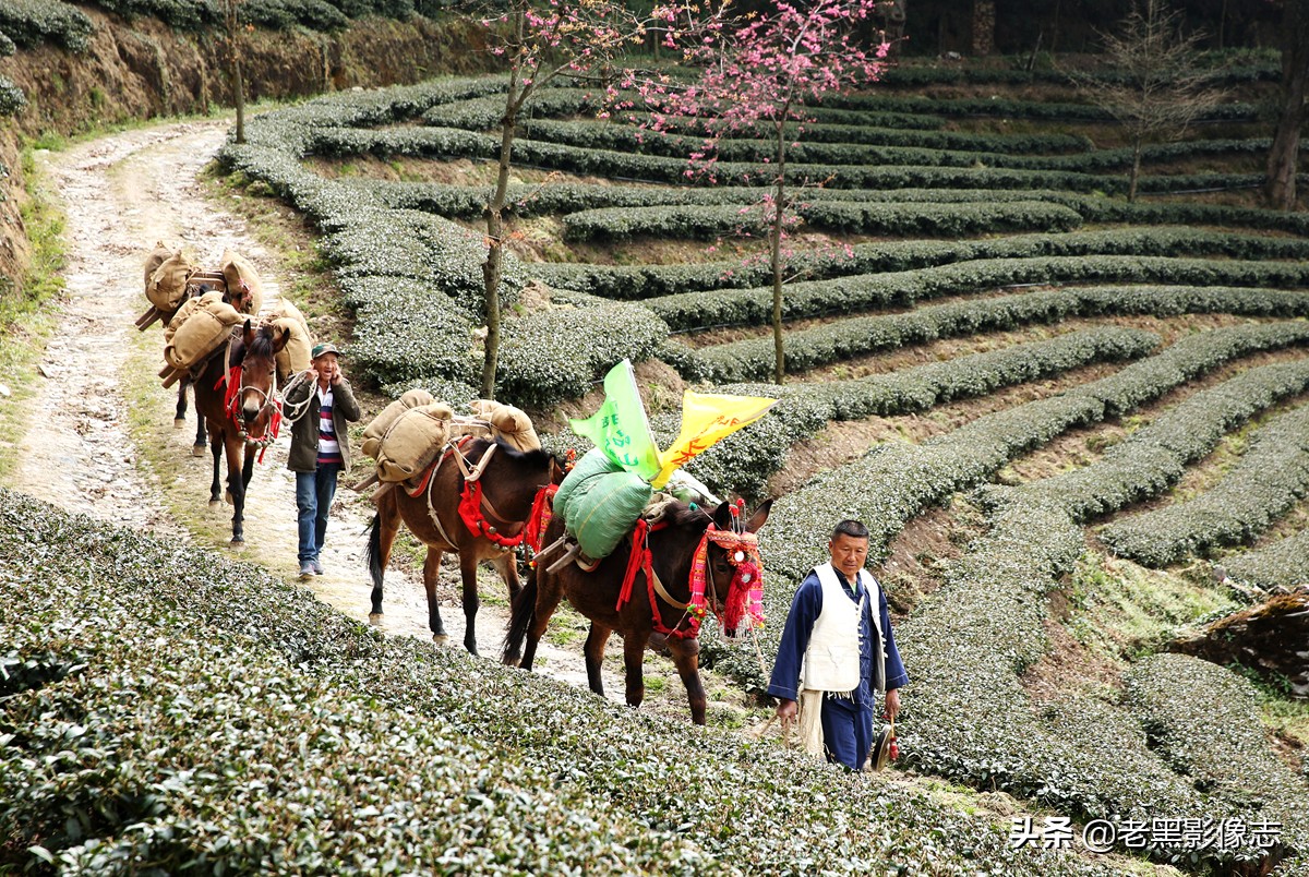 无量山镇游玩攻略一日游,无量山旅游攻略一日游多少钱