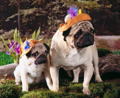 如果你有一只巴哥犬，那么不妨看看这篇文章，或许会收获许多