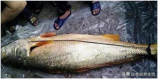 鱼胶知识书籍,鱼胶的知识抖音视频