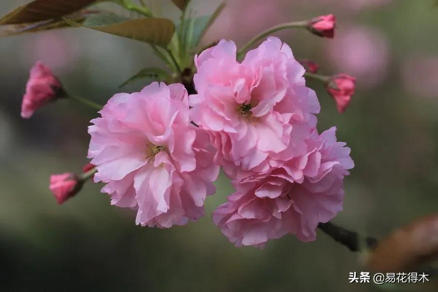 海棠春睡，樱花如雪，两种花卉如何辨识区别？