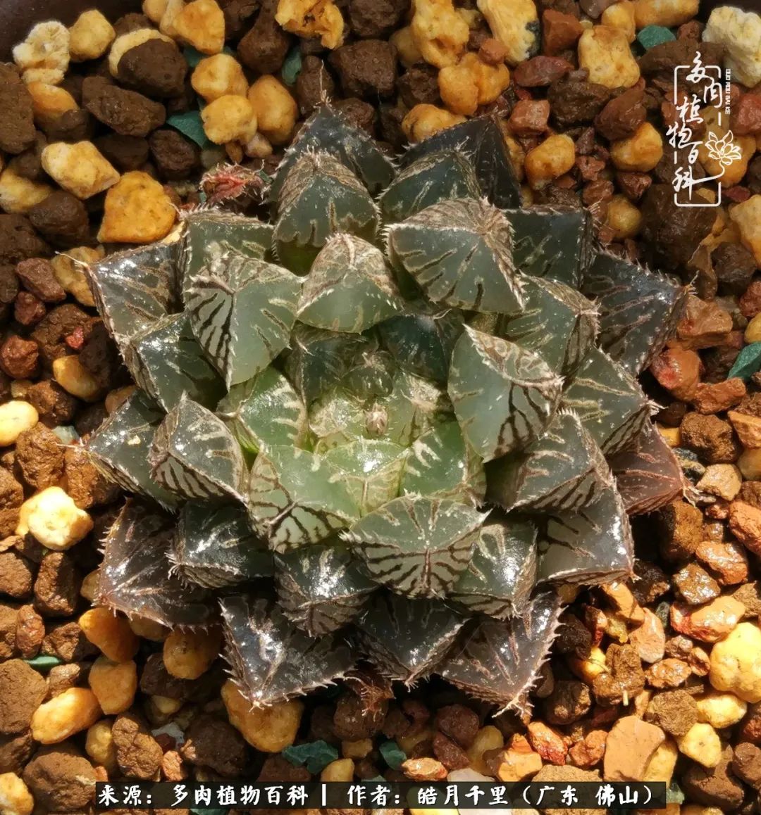 多肉娇气养不活多肉的10个秘密,养多肉是件很治愈的事情