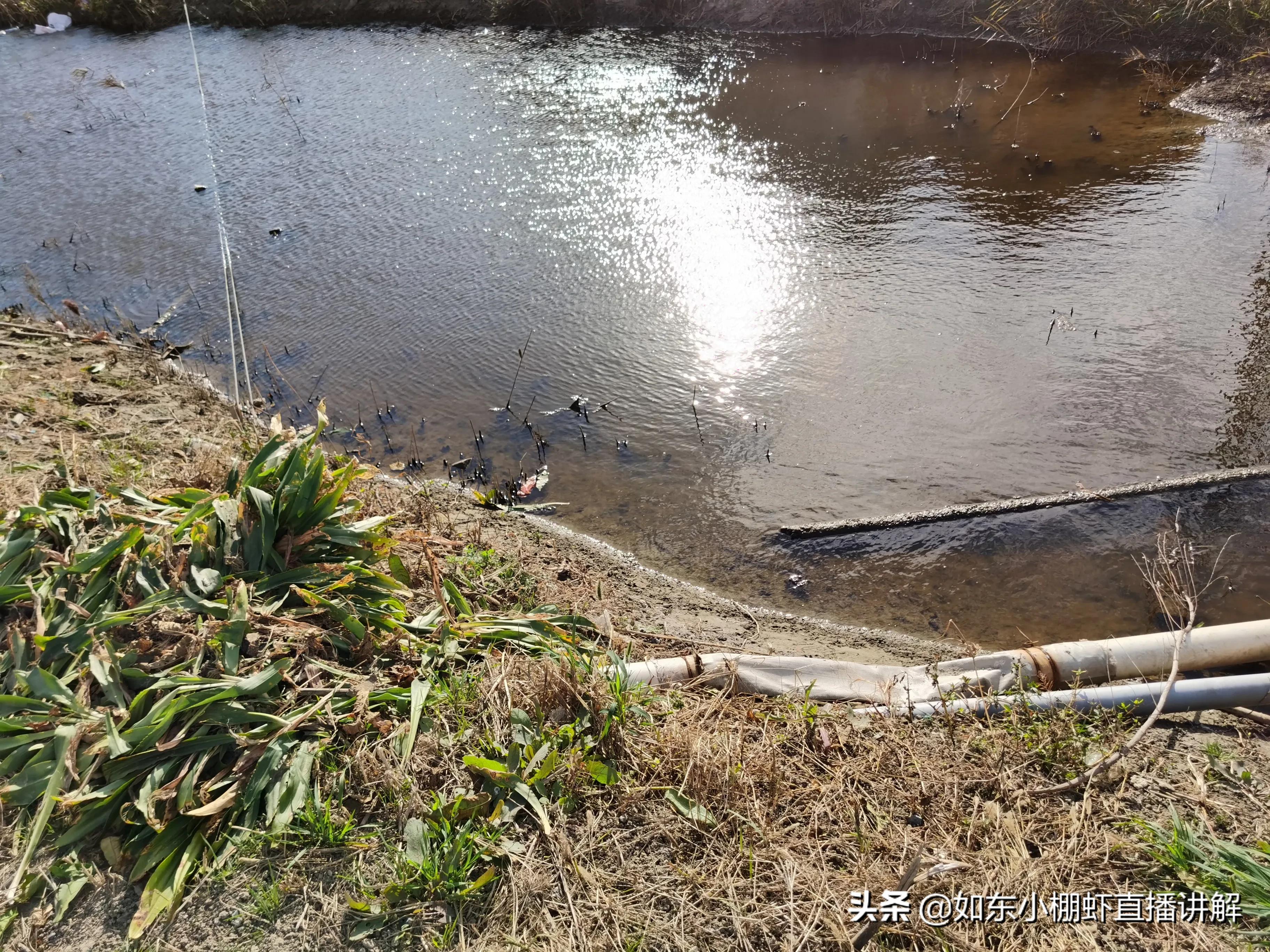 虾塘ph低,虾塘ph高能用芽孢杆菌吗